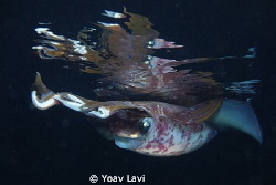 Squid reflections by Yoav Lavi 